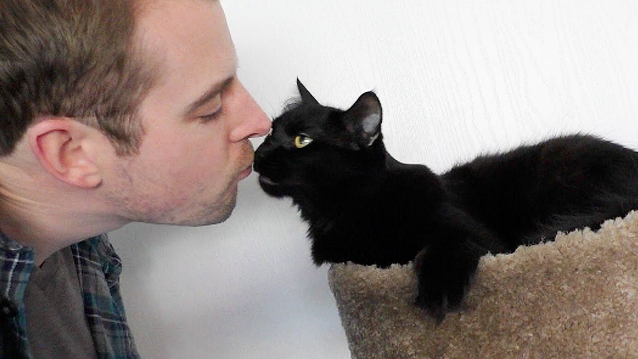 Мужчина любящий кошку. Парень целует кота. Кошка и хозяин.