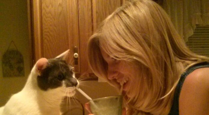 Gattino gioca con una cannuccia