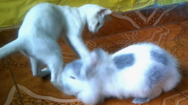 Gatto vs coniglio
