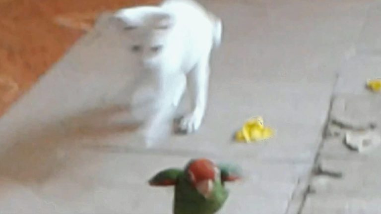 A caccia del pappagallo