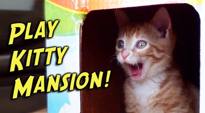 Un palazzo per Cole e Marmalade