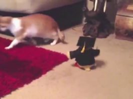 Ma sono scherzi da fare?