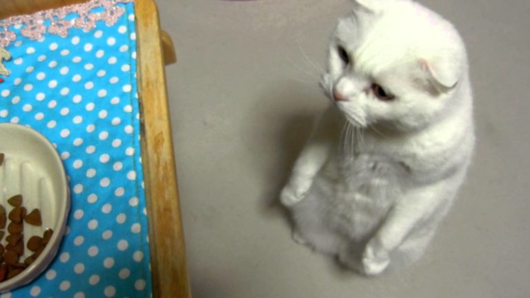 Gatto paziente