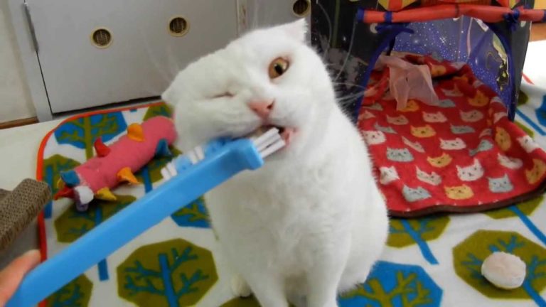 Io mi lavo i denti
