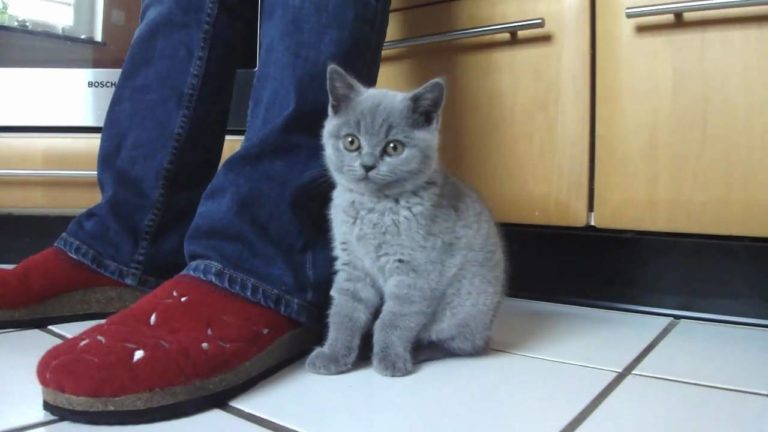 Lilly, una bellissima british shorthair