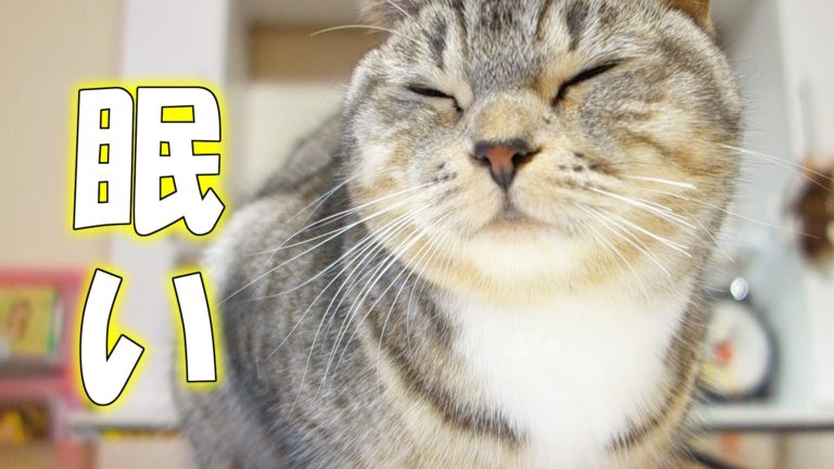 Gatto pigrone