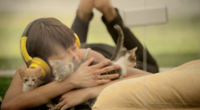 Kitten Therapy: la miglior cura contro lo stress