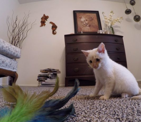 Cresce Lazarus, il gattino salvato dal gelo