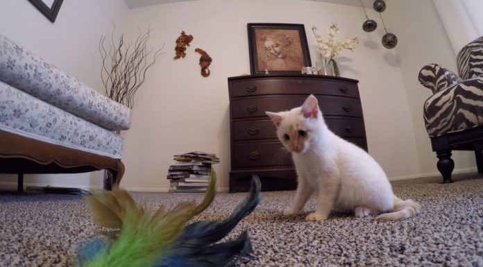 Cresce Lazarus, il gattino salvato dal gelo