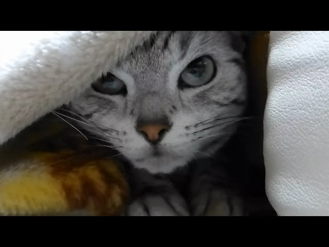 Gattino ha paura della neve