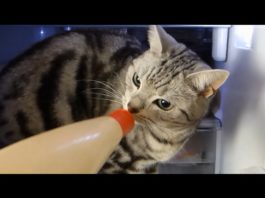 Cosa c’è nel frigo?