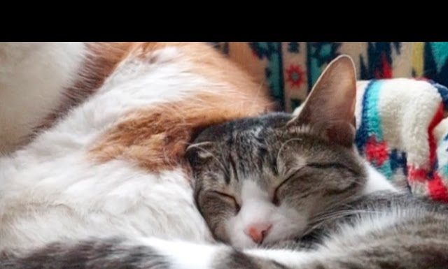 Quanto è bello dormire insieme