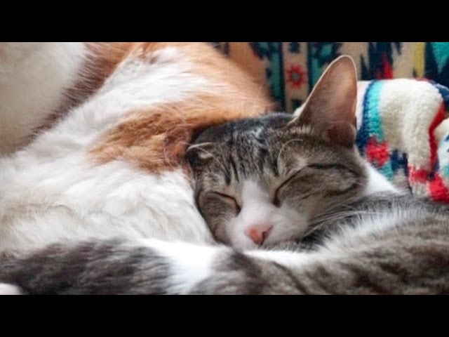 Quanto è bello dormire insieme