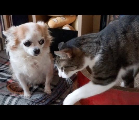 Gatto incoraggia cane