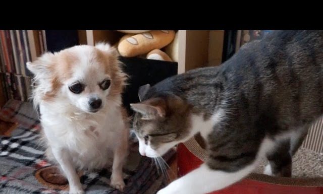 Gatto incoraggia cane