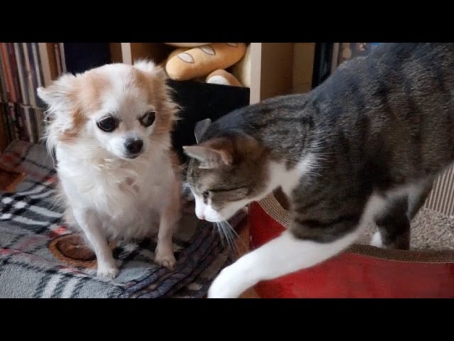 Gatto incoraggia cane