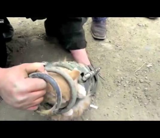 Pompieri russi salvano gattino intrappolato in un camion