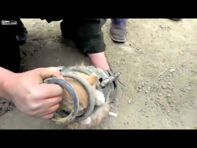 Pompieri russi salvano gattino intrappolato in un camion