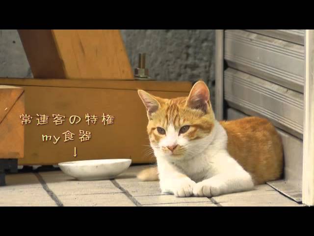 Gatto aspetta l’apertura del negozio per fare colazione