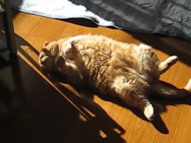 Gatto prende il sole