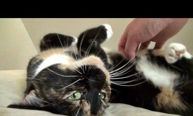 7 comportamenti divertenti dei gatti