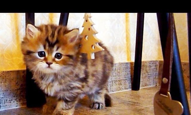 Panda e Peter, dolci micetti