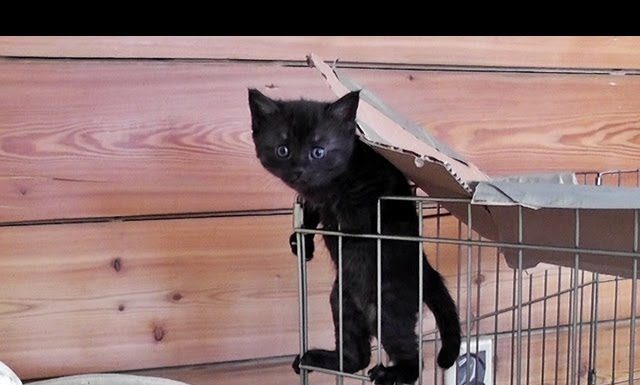 Kitty Cate e i suoi cuccioli trovano una casa