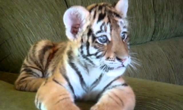 Tigre gioca con cane