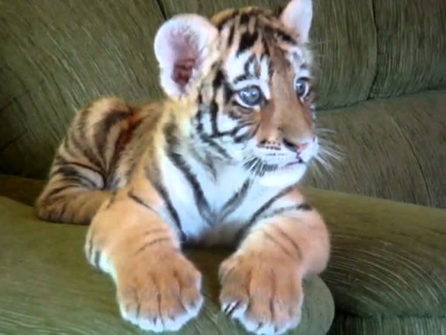 Tigre gioca con cane