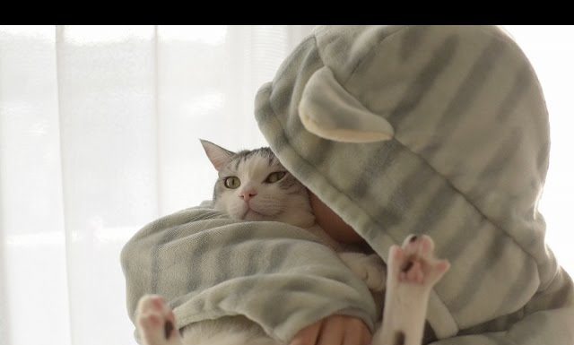 Moff, il gatto pacioccone