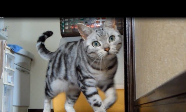 Un gattino non vuole che la mamma vada via