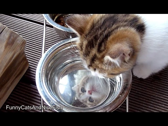 Gattini curiosi