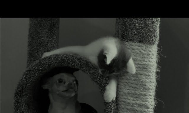 Battaglia sul tiragraffi