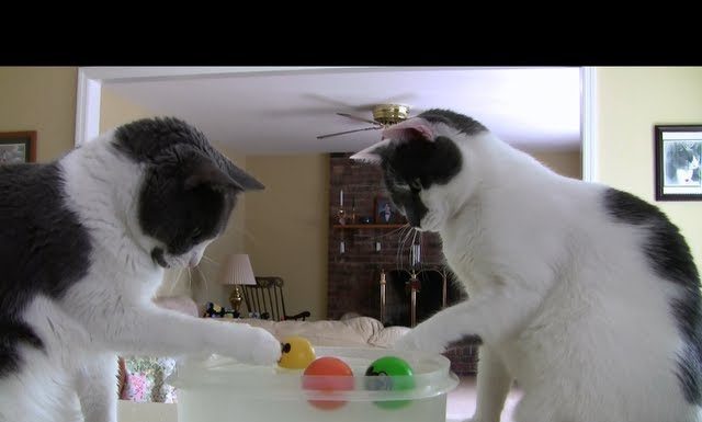 Come far divertire i propri gatti