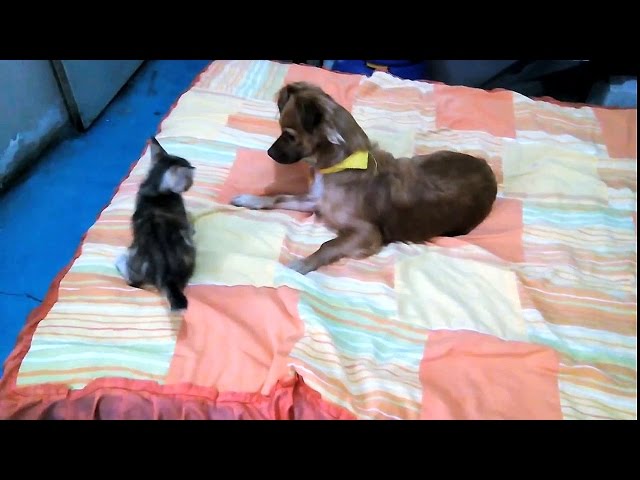 Battaglia divertente tra gattino e cane