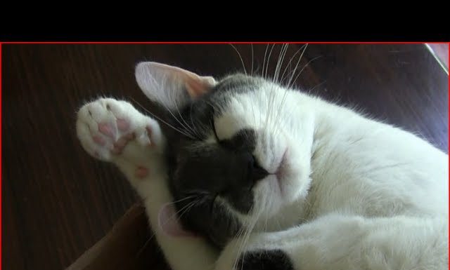 Gatto che dorme e… russa