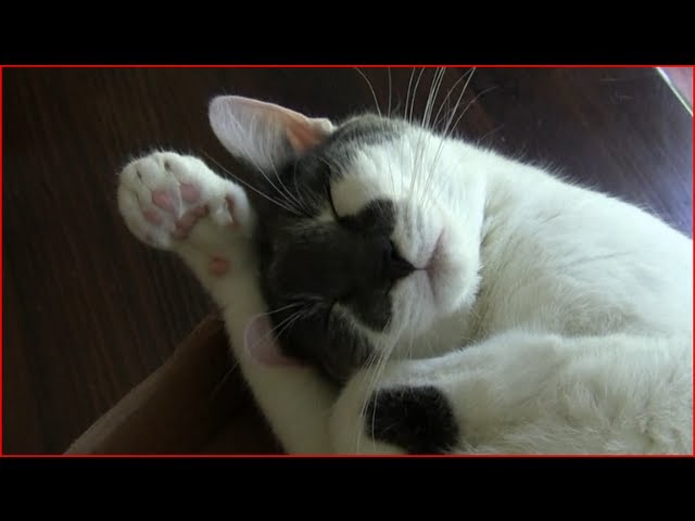 Gatto che dorme e… russa