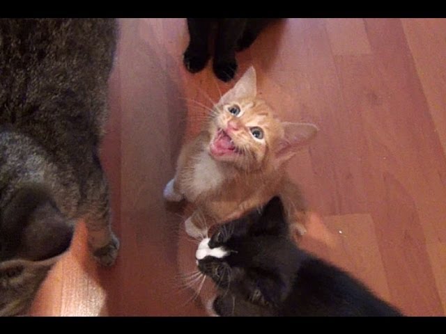 Alimentare i gatti, che fatica!