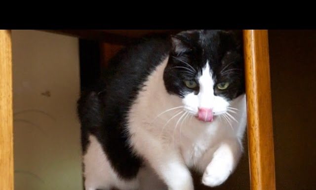 Che bello giocare con il proprio gatto