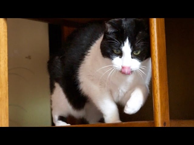 Che bello giocare con il proprio gatto