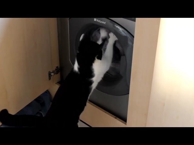 Gatti e lavatrici, la compilation