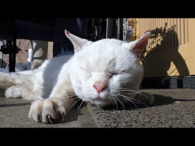 Gatto randagio cerca compagnia