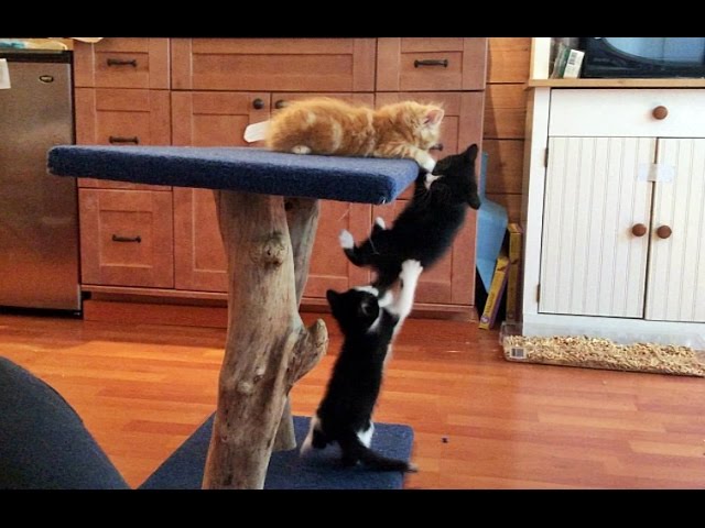 Agenti 00 gatto
