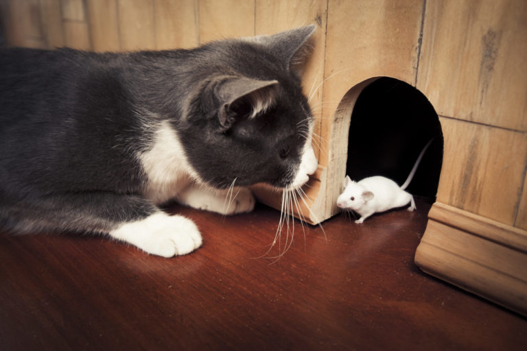 I gatti odiano davvero i topi?