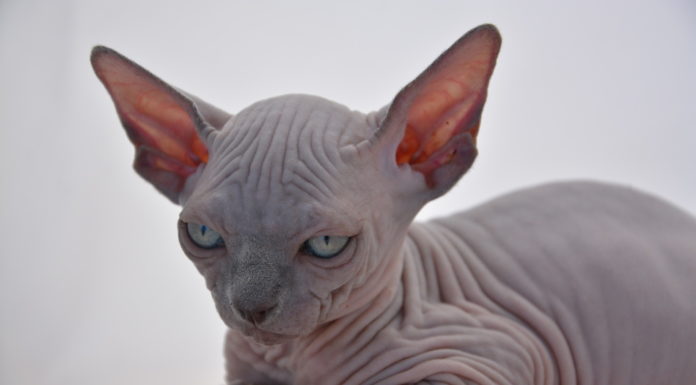 Sphynx: carattere, cura, prezzo sphynx