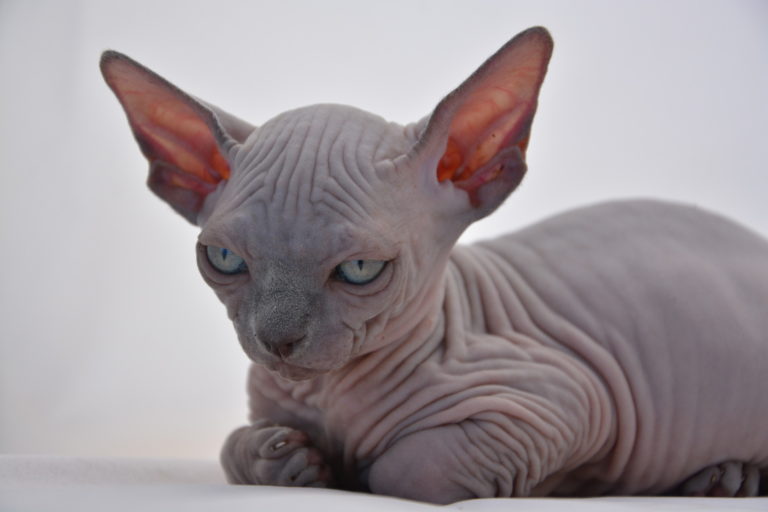 sphynx