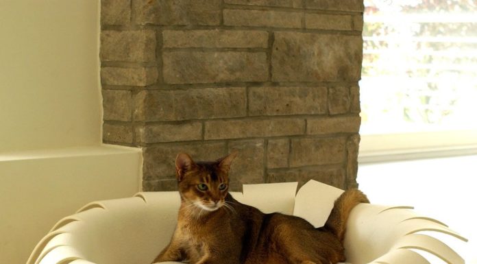 Cucce per gatti: 10 modelli insoliti e originali