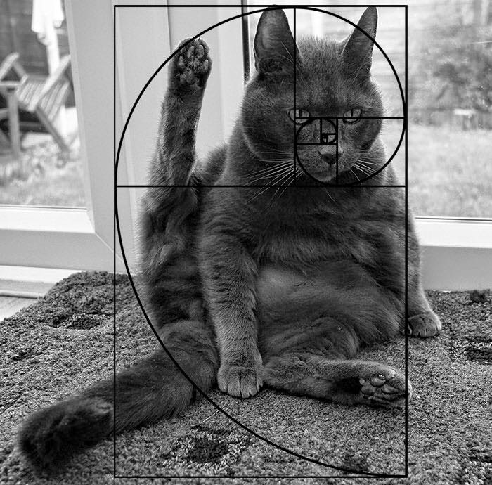 I gatti di Fibonacci