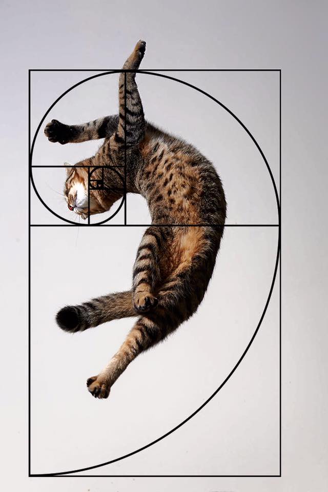 I gatti di Fibonacci