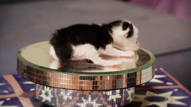 Disco gatto